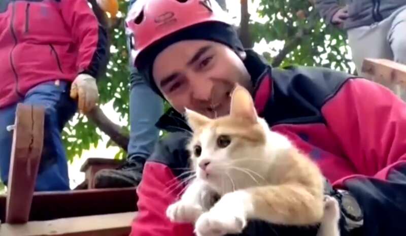 猫咪“草莓”被土耳其救援人员救出