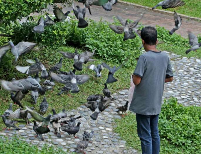 喂鸽子还可能会导致鸟类过度依赖人类提供的食物